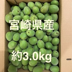 宮崎県産 青梅 約3kg 梅干し、梅酒、梅シロップ、梅ジャムなどに