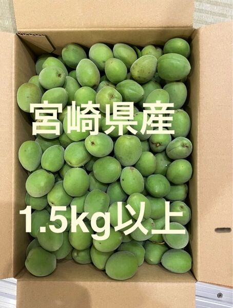 宮崎県産 青梅 1.5kg以上 梅干し、梅酒、梅シロップ、梅ジャムなどに