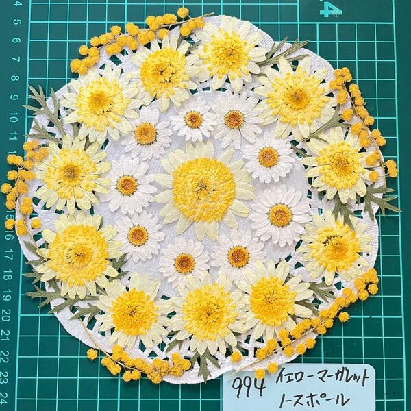 マーガレットの押し花 押し花素材
