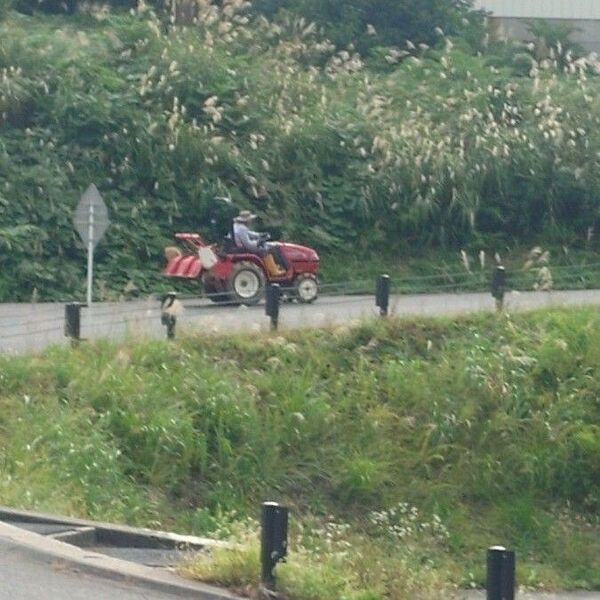 【令和6年】千葉県産 こしひかり 玄米20キロ