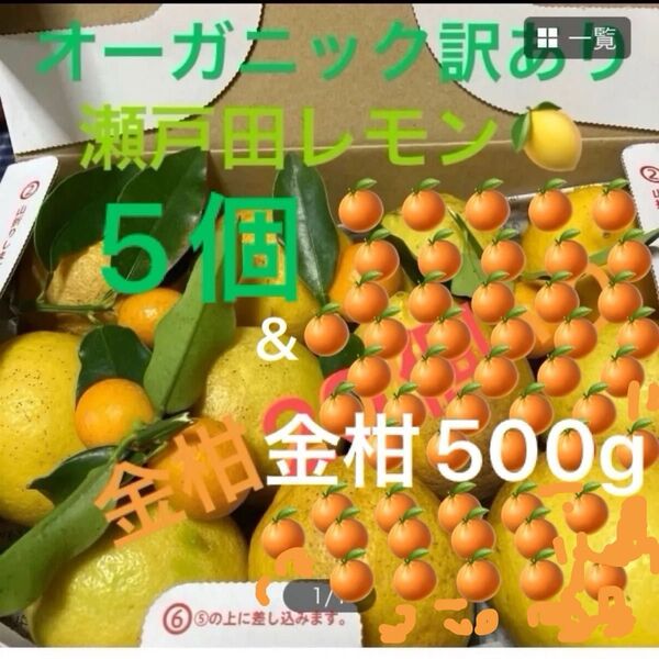オーガニック訳あり瀬戸田レモン5個と金柑500g入り瀬戸内海の島育ち