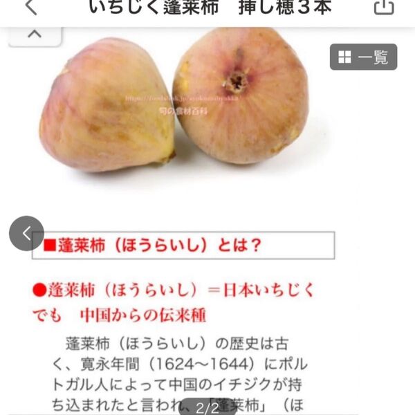 美味しいイチジク蓬莱柿挿し穂3本