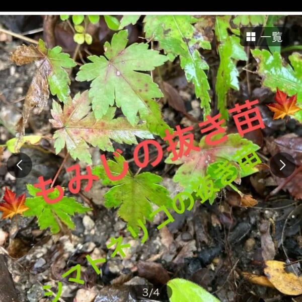 紅葉の抜き苗5本