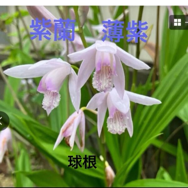 紫蘭薄紫 球根のみ