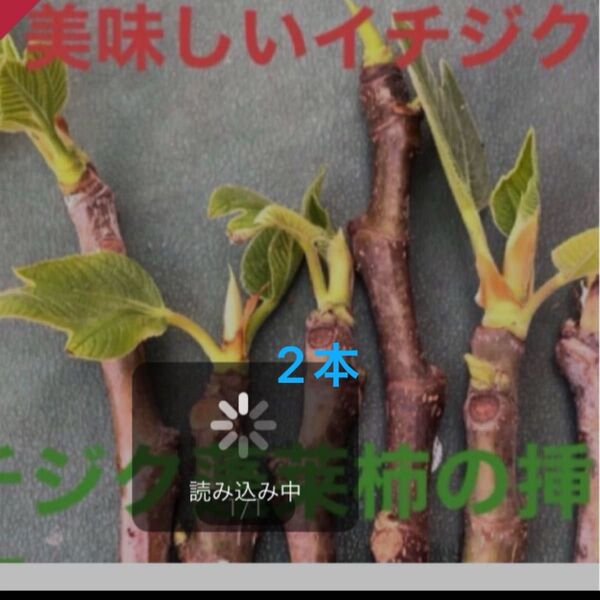 いちじく蓬莱柿 葉がでてきたので、挿し穂2本にします