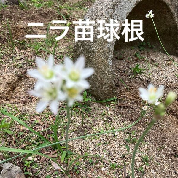 ニラ苗 球根5個