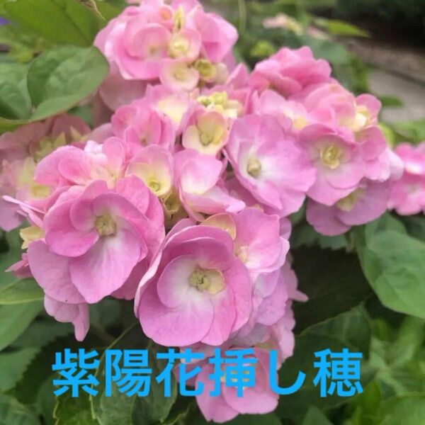 紫陽花挿し穂 ピンク 2本 今なら、水引き草抜き苗付き
