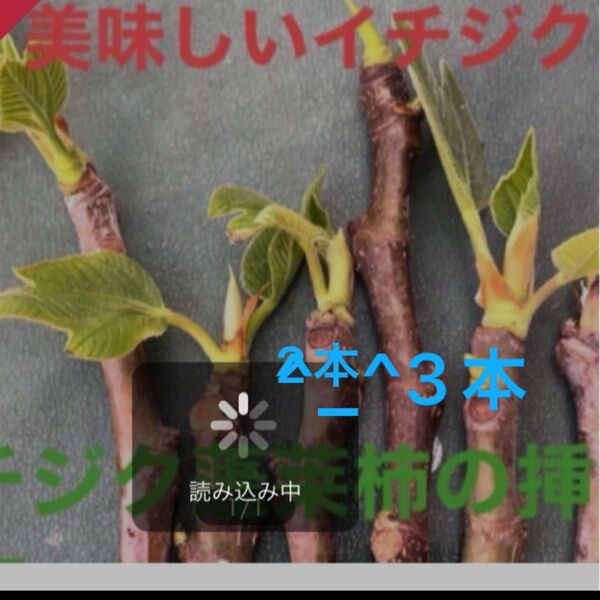 いちじく蓬莱柿 挿し穂3本
