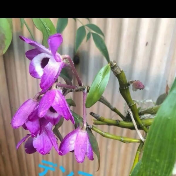 デンドロビウム 高芽3本