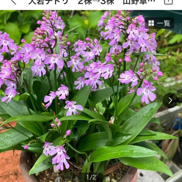 大岩チドリ 山野草 3株 来年用