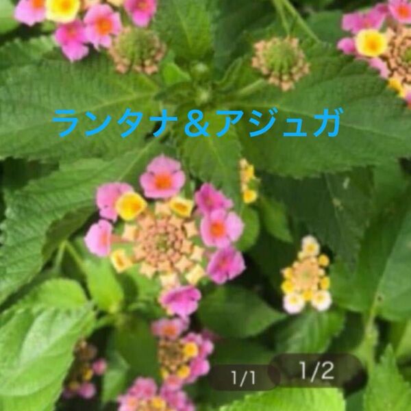 ランタナ抜き苗1本 アジュガ挿し穂5本