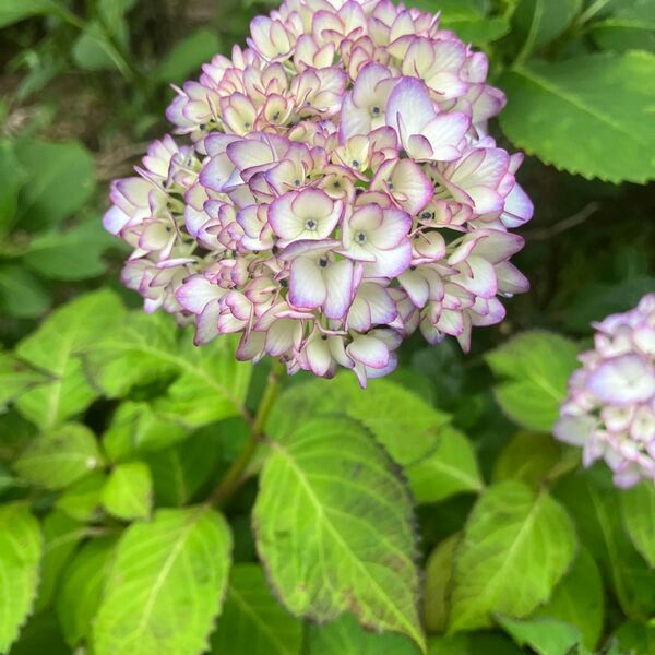 紫陽花 挿し穂2本 紅白水引き草苗付き