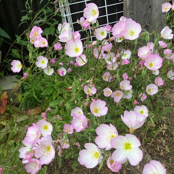 琉球月見草 抜き苗5本