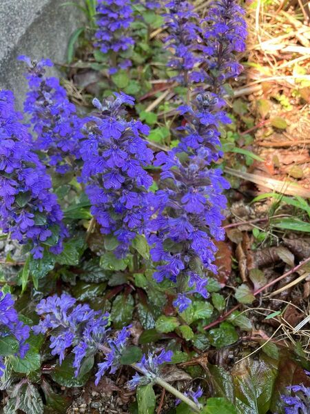 アジュガ挿し穂5本