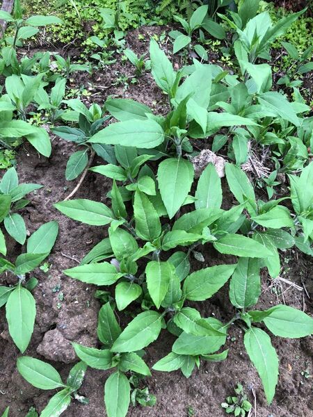 菊芋の葉、茎 カット苗 20本 完全無農薬