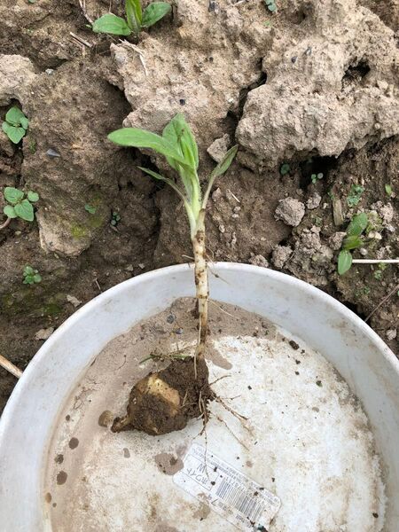 無農薬 菊芋(白)抜き苗2株