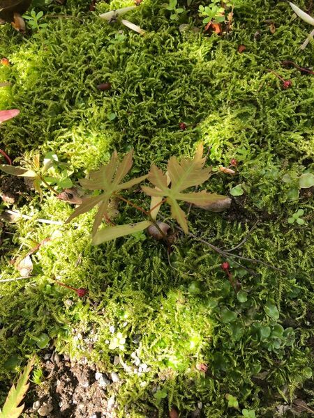 もみじ 新芽/山紅葉/もみじ/根付き/紅葉/苗木/抜き苗/紅葉盆栽/イロハモミジ