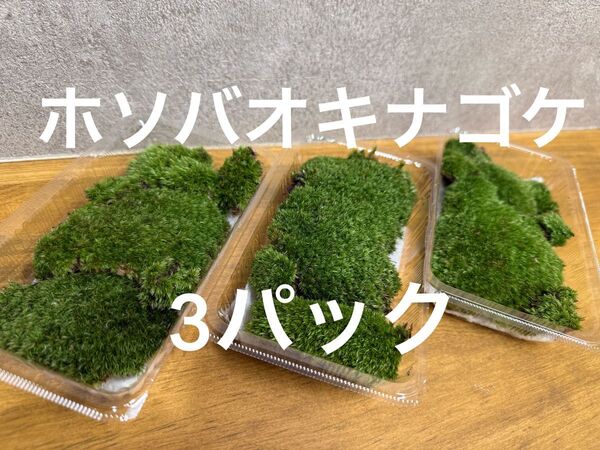 天然 ホソバオキナゴケ 3パック 山苔 苔玉 盆栽 苔リウム 苔 No.37