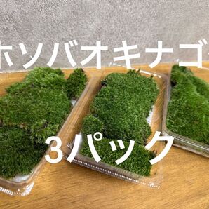 ホソバオキナゴケ 3パック 山苔 苔リウム 苔 テラリウム 盆栽