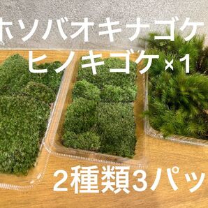 ホソバオキナゴケ ヒノキゴケ 2種類3パック 山苔 苔玉 盆栽 テラリウム