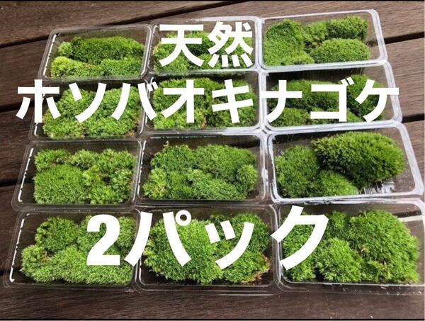 ホソバオキナゴケ 2パック 山苔 テラリウム 苔 No.5
