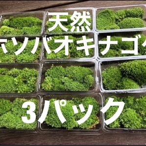 ホソバオキナゴケ 3パック 山苔 苔玉 苔リウム 苔 盆栽 No.12