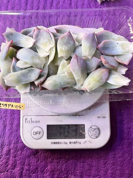 多肉植物 ピンクブルーバード 葉挿し 葉挿し100グラム