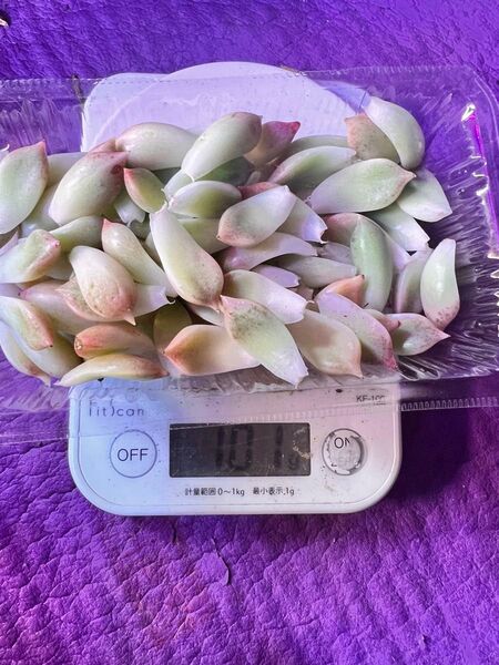 多肉植物 アリジェ 葉挿し100g