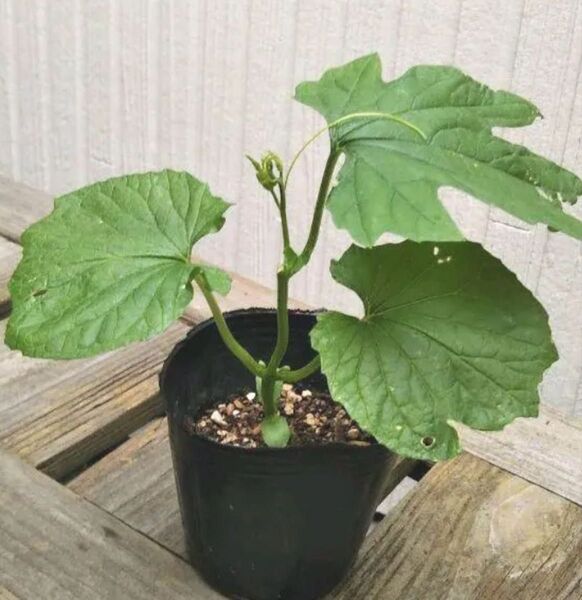 無農薬 野菜苗 ゴーヤ苗