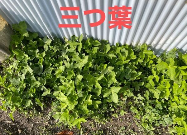 三つ葉苗10本以上 多年草大小含めて