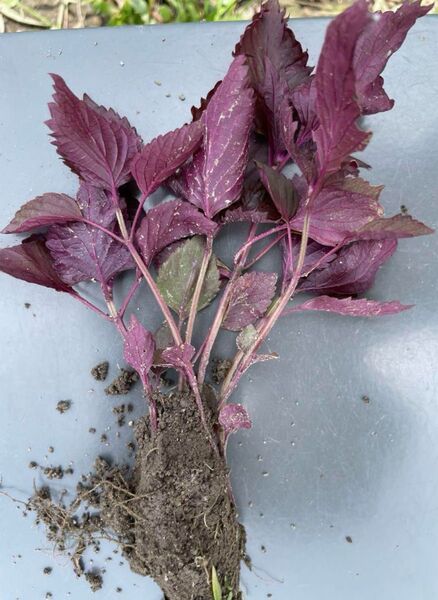 赤紫蘇の苗 無農薬 20本