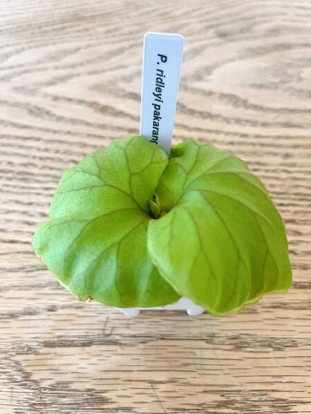 ビカクシダ P. ridleyi Pakarang 胞子培養株