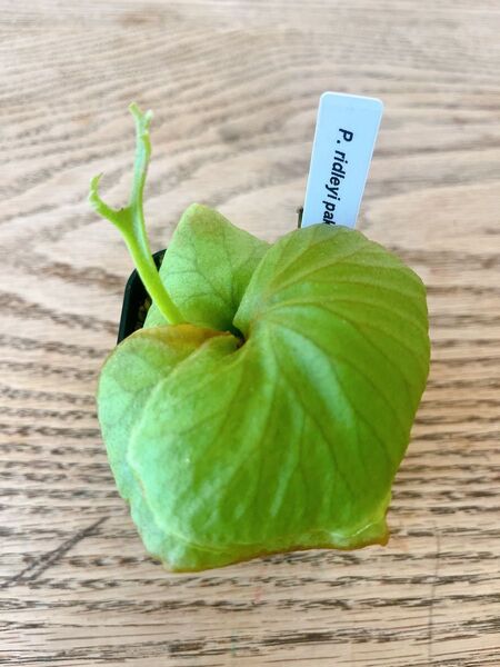 ビカクシダ P. ridleyi Pakarang 胞子培養株