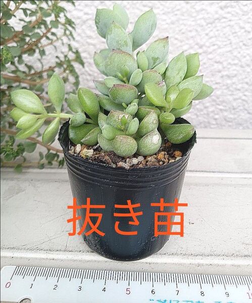 多肉植物 ペンデンス 1