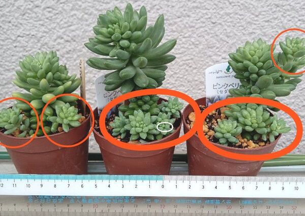 多肉植物ピンクベリー 2