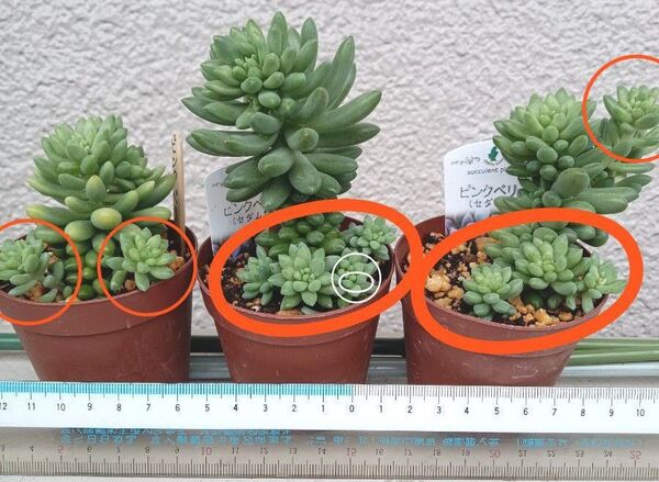 多肉植物ピンクベリー 1