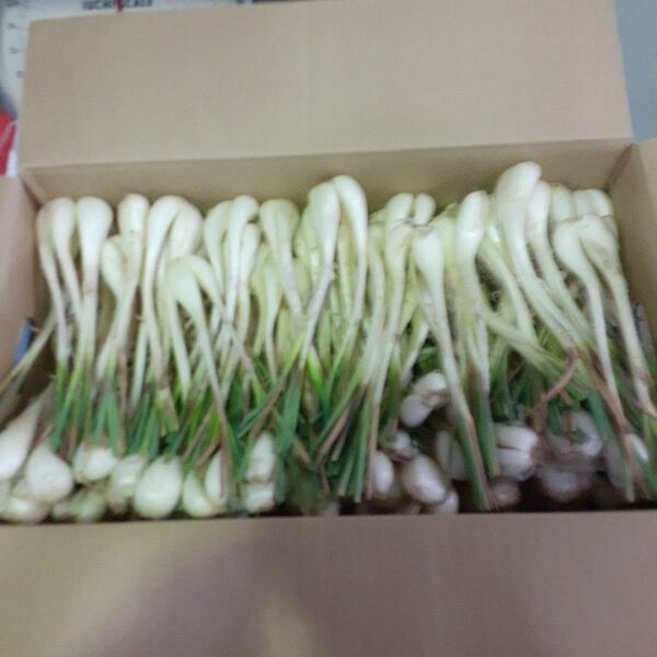 伊江島産♪島らっきょう2㎏
