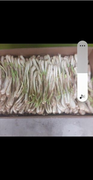 沖縄県産♪島らっきょう2㎏
