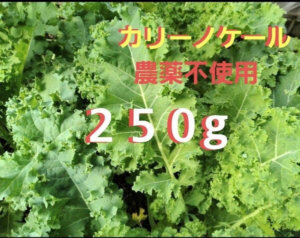 カリーノケール250g 新鮮採れたて発送 農薬:栽培期間中不使用