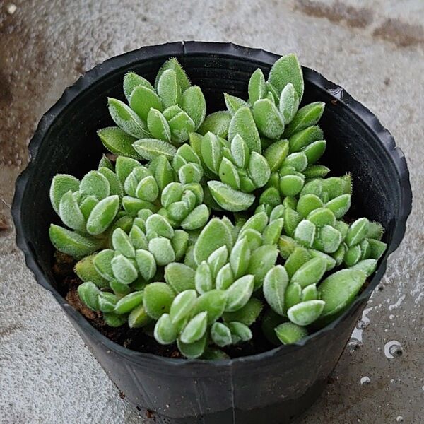 現品「レモータ」人気 小型品種 クラッスラ属 多肉植物