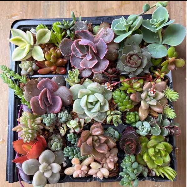 多肉植物30種類以上カット苗抜き苗寄せ植えセット