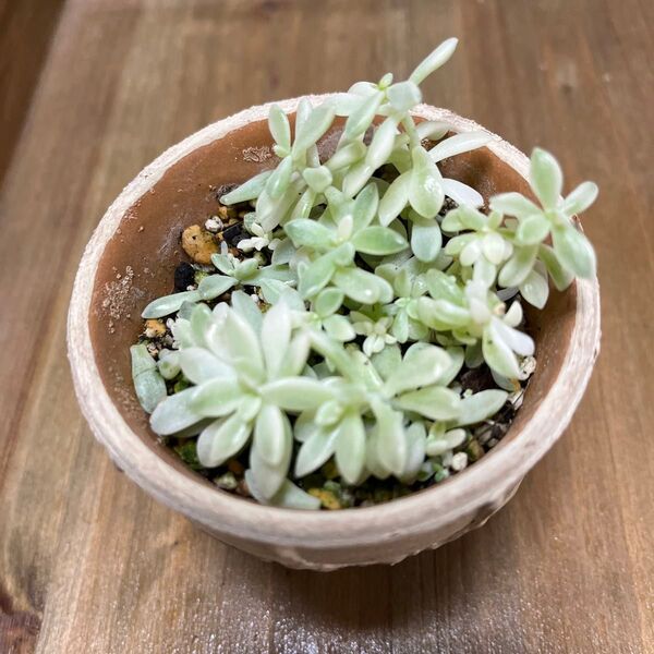 多肉植物「姫秋麗錦」葉挿し苗