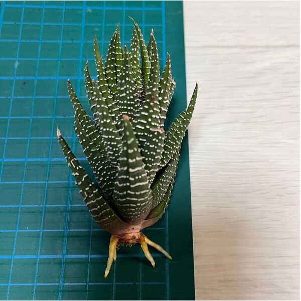 多肉植物「十二の巻」根付き苗