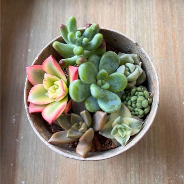 多肉植物カット苗寄せ植えセット
