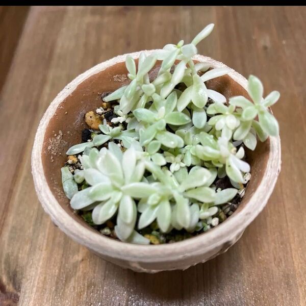 多肉植物「姫秋麗錦」葉挿し苗カット苗