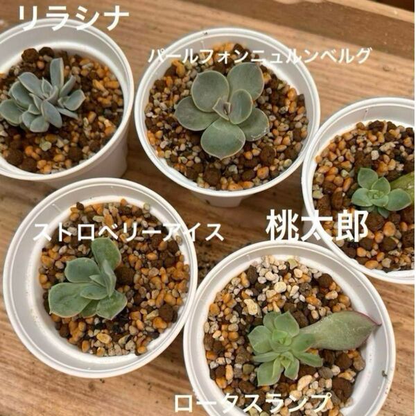 多肉植物発芽済み葉挿し苗セット