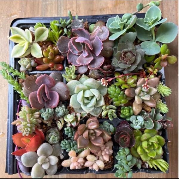 多肉植物30種類以上 カット苗抜き苗寄せ植えセット