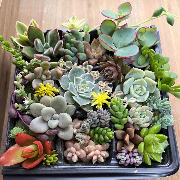 多肉植物 30種類以上カット苗寄せ植えセッ