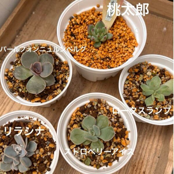多肉植物発芽済み葉挿し苗セット