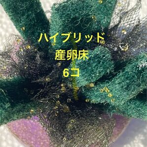 ハイブリッド産卵床 6個 b'